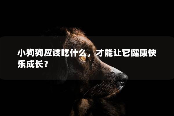 小狗狗應該吃什么，才能讓它健康快樂成長？