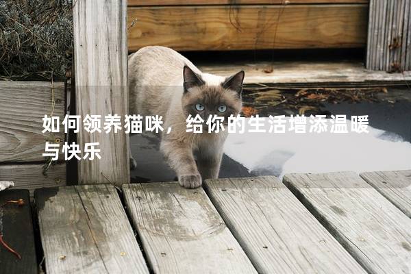 如何領(lǐng)養(yǎng)貓咪，給你的生活增添溫暖與快樂