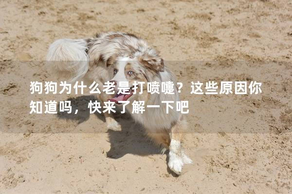 狗狗為什么老是打噴嚏？這些原因你知道嗎，快來了解一下吧