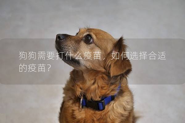 狗狗需要打什么疫苗，如何選擇合適的疫苗？