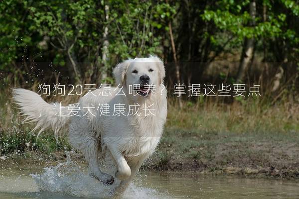 狗狗20天怎么喂養？掌握這些要點，讓愛犬健康成長
