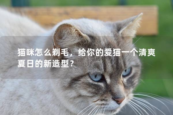 貓咪怎么剃毛，給你的愛貓一個清爽夏日的新造型？