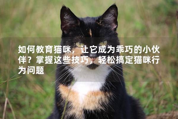 如何教育貓咪，讓它成為乖巧的小伙伴？掌握這些技巧，輕松搞定貓咪行為問題