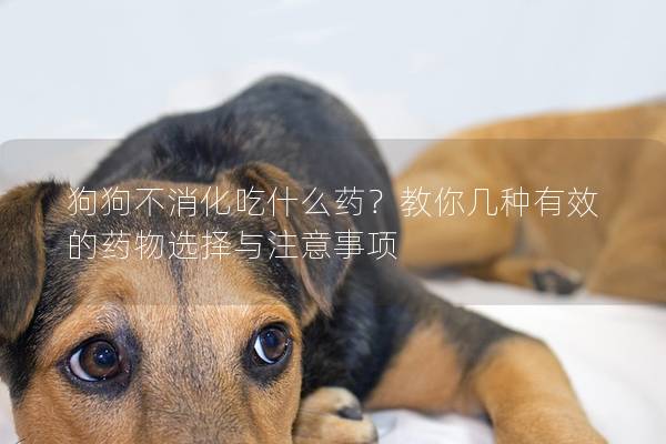 狗狗不消化吃什么藥?教你幾種有效的藥物選擇與注意事項 狗狗不消化吃什么藥?教你幾種有效的藥物選擇與注意事項