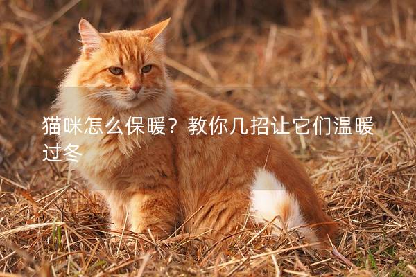 貓咪怎么保暖？教你幾招讓它們溫暖過冬