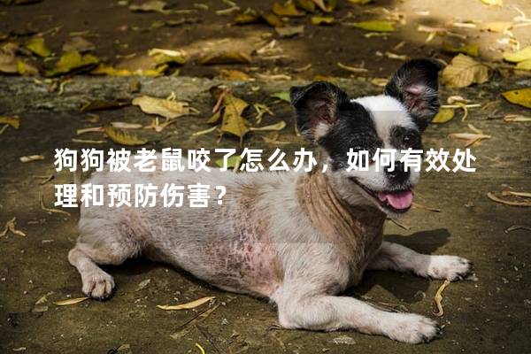 狗狗被老鼠咬了怎么辦，如何有效處理和預防傷害？