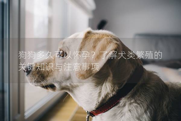 狗狗多久可以懷孕?了解犬類繁殖的關鍵知識與注意事項 狗狗多久可以懷孕?了解犬類繁殖的關鍵知識與注意事項