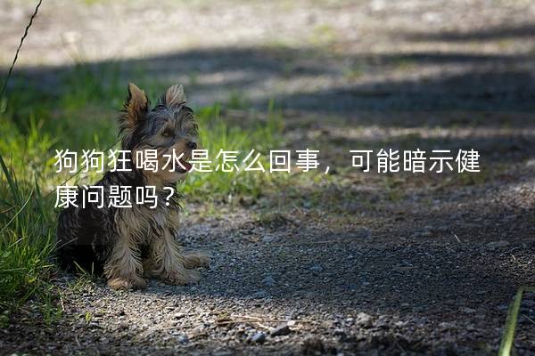 狗狗狂喝水是怎么回事,可能暗示健康問題嗎? 狗狗狂喝水是怎么回事,可能暗示健康問題嗎?