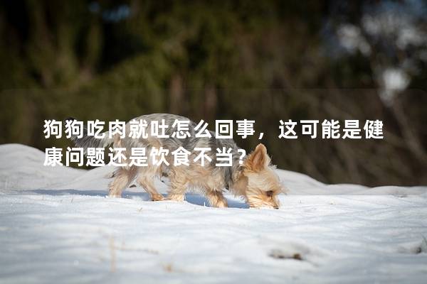 狗狗吃肉就吐怎么回事，這可能是健康問題還是飲食不當(dāng)？