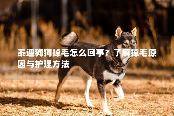 泰迪狗狗掉毛怎么回事？了解掉毛原因與護(hù)理方法