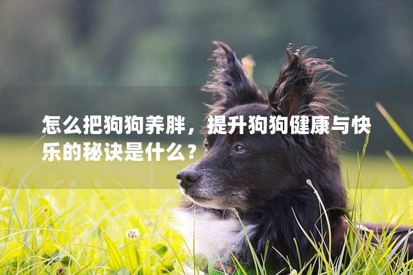 怎么把狗狗養胖，提升狗狗健康與快樂的秘訣是什么？