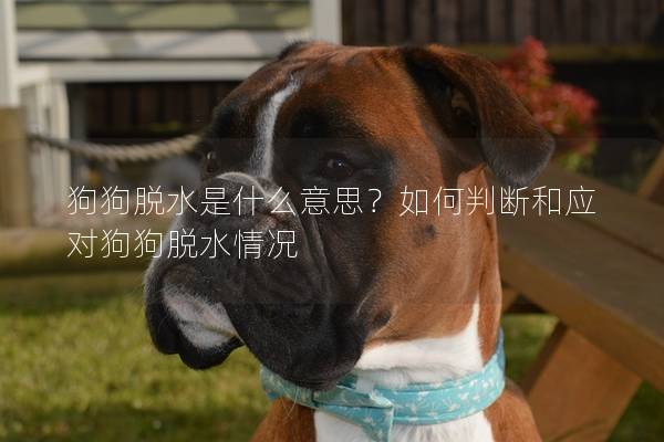 狗狗脫水是什么意思？如何判斷和應對狗狗脫水情況