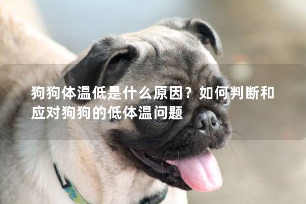 狗狗體溫低是什么原因？如何判斷和應對狗狗的低體溫問題