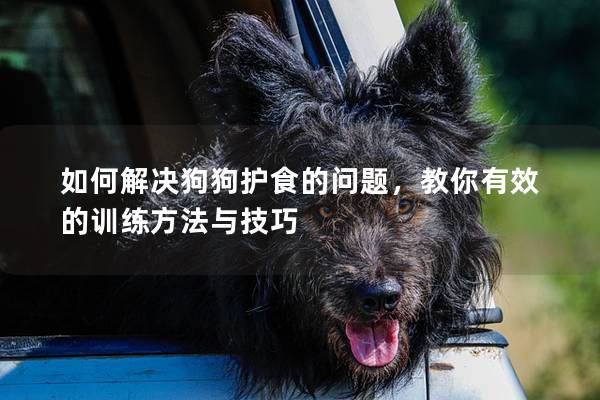 如何解決狗狗護(hù)食的問題，教你有效的訓(xùn)練方法與技巧