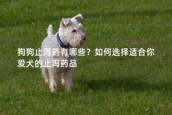 狗狗止瀉藥有哪些？如何選擇適合你愛犬的止瀉藥品