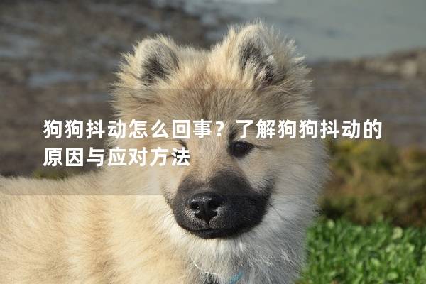 狗狗抖動怎么回事？了解狗狗抖動的原因與應對方法