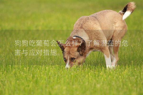 狗狗吃葡萄會(huì)怎么樣？了解潛在的危害與應(yīng)對(duì)措施