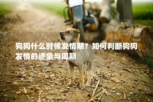 狗狗什么時候發情期？如何判斷狗狗發情的跡象與周期