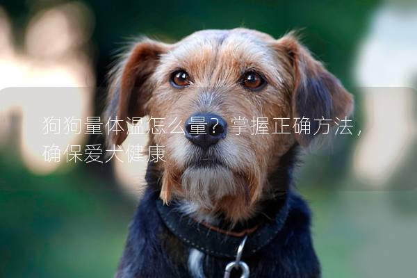 狗狗量體溫怎么量？掌握正確方法，確保愛犬健康