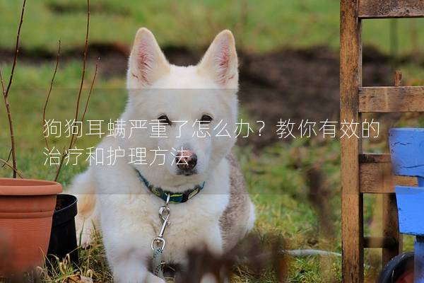 狗狗耳螨嚴(yán)重了怎么辦？教你有效的治療和護(hù)理方法