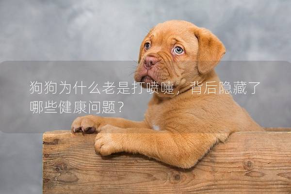 狗狗為什么老是打噴嚏，背后隱藏了哪些健康問題？