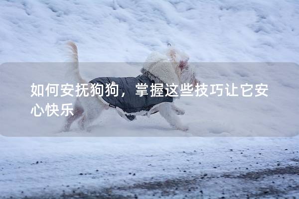 如何安撫狗狗，掌握這些技巧讓它安心快樂