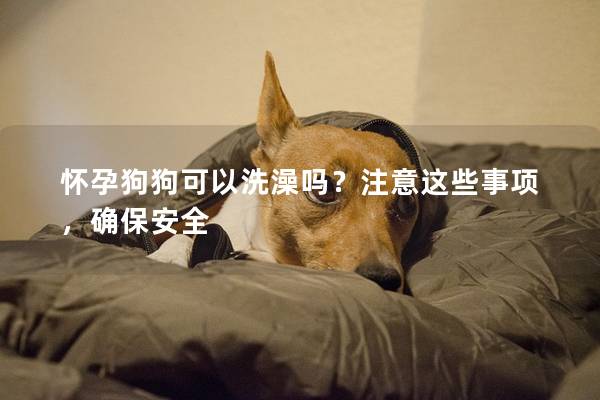懷孕狗狗可以洗澡嗎？注意這些事項，確保安全