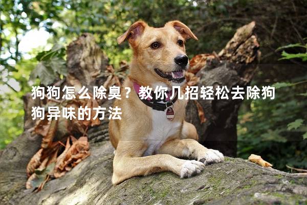 狗狗怎么除臭？教你幾招輕松去除狗狗異味的方法