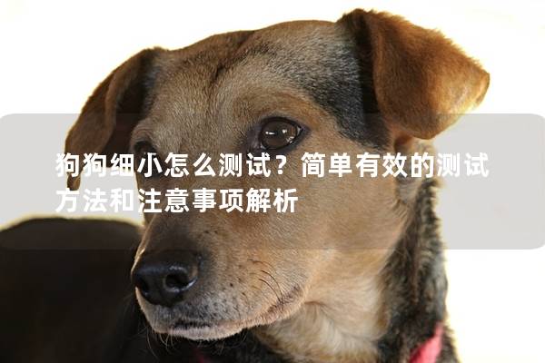 狗狗細小怎么測試？簡單有效的測試方法和注意事項解析