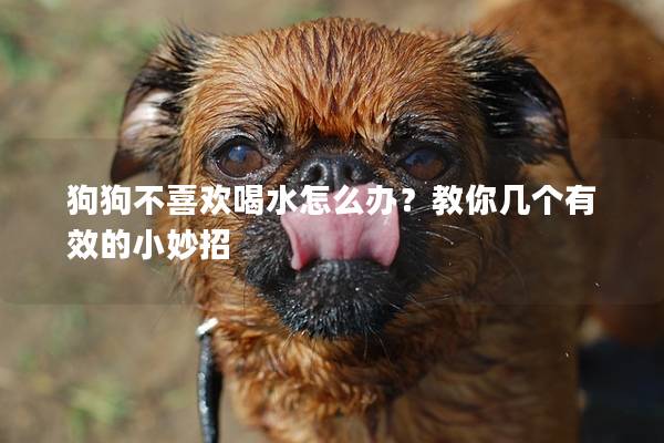 狗狗不喜歡喝水怎么辦？教你幾個有效的小妙招
