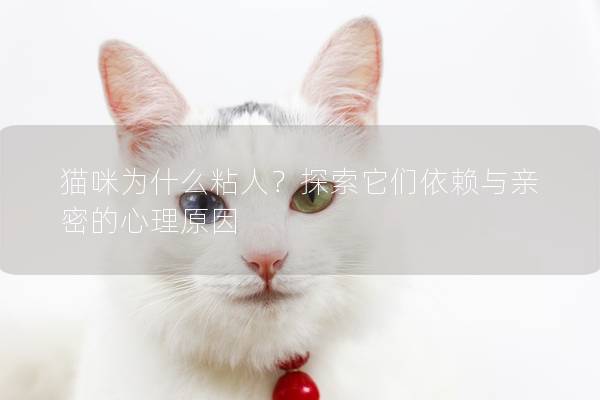 貓咪為什么粘人？探索它們依賴與親密的心理原因