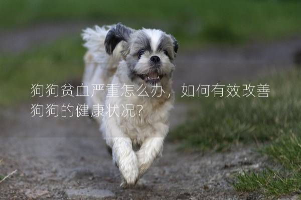 狗狗貧血嚴重怎么辦，如何有效改善狗狗的健康狀況？