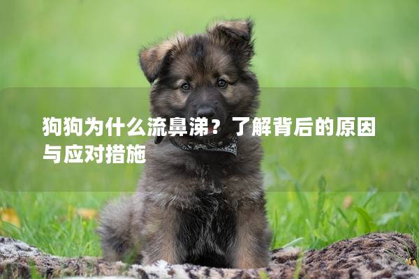 狗狗為什么流鼻涕？了解背后的原因與應對措施