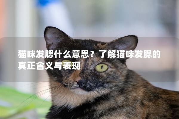 貓咪發腮什么意思？了解貓咪發腮的真正含義與表現