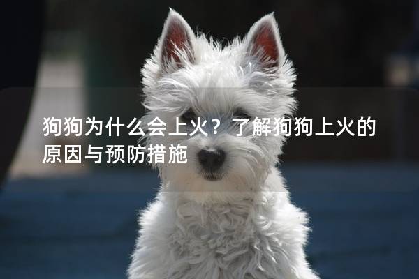 狗狗為什么會(huì)上火？了解狗狗上火的原因與預(yù)防措施