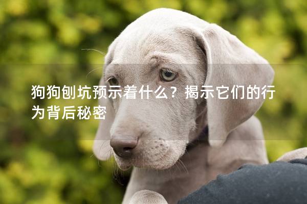 狗狗刨坑預示著什么？揭示它們的行為背后秘密