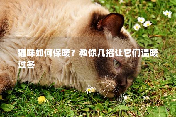 貓咪如何保暖？教你幾招讓它們溫暖過冬