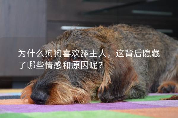 為什么狗狗喜歡舔主人，這背后隱藏了哪些情感和原因呢？