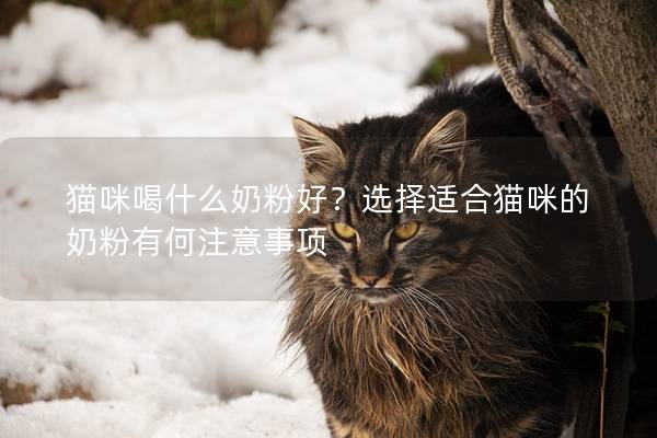 貓咪喝什么奶粉好？選擇適合貓咪的奶粉有何注意事項