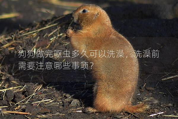 狗狗做完驅(qū)蟲(chóng)多久可以洗澡，洗澡前需要注意哪些事項(xiàng)？