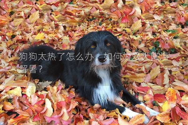 狗狗太熱了怎么辦，如何為愛犬降溫解暑？
