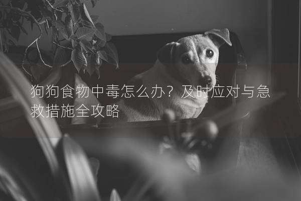 狗狗食物中毒怎么辦?及時應對與急救措施全攻略 狗狗食物中毒怎么辦?及時應對與急救措施全攻略