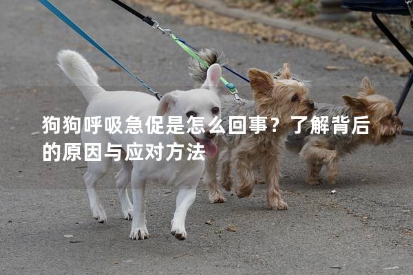 狗狗呼吸急促是怎么回事？了解背后的原因與應對方法