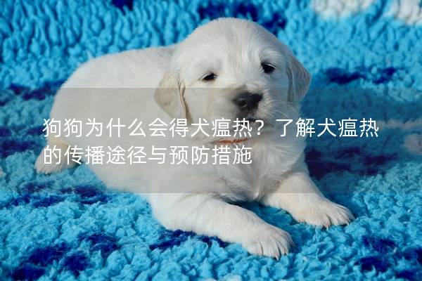 狗狗為什么會得犬瘟熱？了解犬瘟熱的傳播途徑與預防措施
