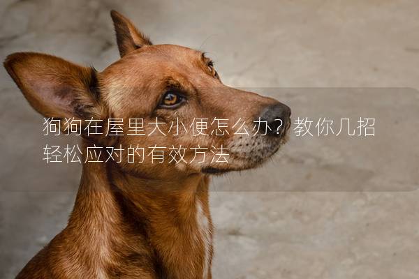 狗狗在屋里大小便怎么辦？教你幾招輕松應對的有效方法