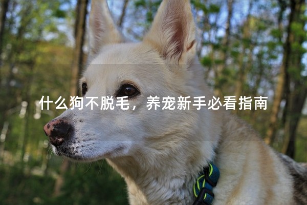 什么狗不脫毛，養(yǎng)寵新手必看指南