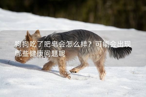 狗狗吃了肥皂會怎么樣？可能會出現哪些健康問題呢