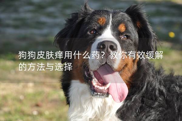 狗狗皮膚癢用什么藥？教你有效緩解的方法與選擇