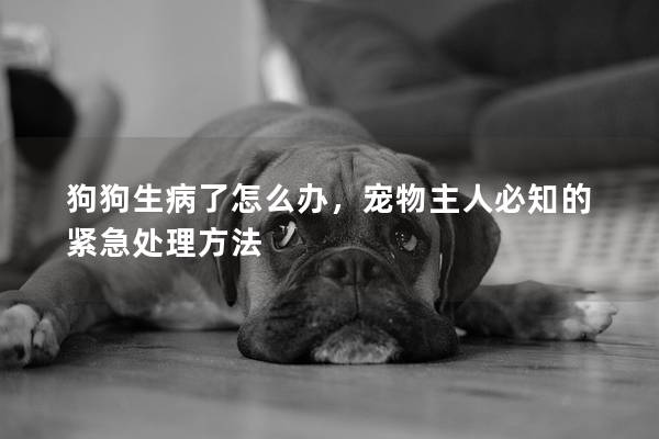 狗狗生病了怎么辦,寵物主人必知的緊急處理方法 狗狗生病了怎么辦,寵物主人必知的緊急處理方法