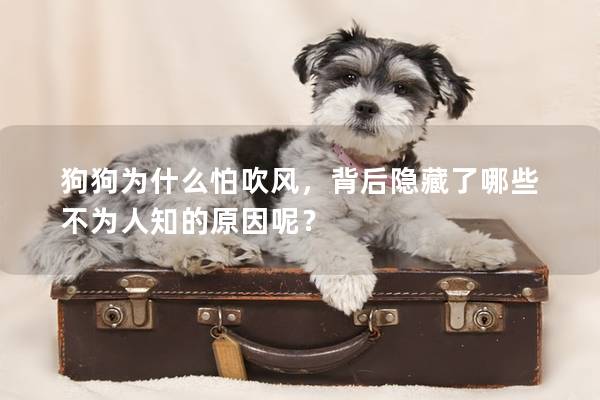 狗狗為什么怕吹風,背后隱藏了哪些不為人知的原因呢? 狗狗為什么怕吹風,背后隱藏了哪些不為人知的原因呢?